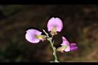 小葉魚藤-花16.JPG