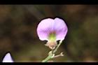 小葉魚藤-花21.JPG