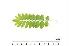 小葉魚藤-葉正06.JPG
