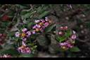 小葉黃褥花-花01.JPG