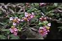 小葉黃褥花-花03.JPG