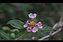 小葉黃褥花-花19.JPG