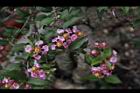小葉黃褥花-花00.JPG