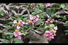 小葉黃褥花-花02.JPG