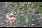 小葉黃褥花-花09.JPG