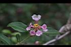 小葉黃褥花-花21.JPG