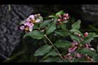 小葉黃褥花-葉序01.JPG