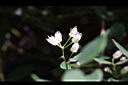 小葉黃鱔藤-花.jpg