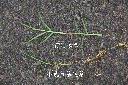 小號百幕達草11.jpg