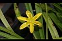 小金梅葉-花00.JPG