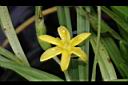 小金梅葉-花03.JPG