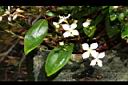 小金石榴-花04.JPG