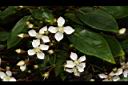 小金石榴-花06.JPG