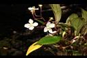 小金石榴-花07.JPG