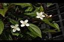 小金石榴-花15.JPG