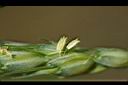 小麥-花01.jpg