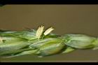 小麥-花00.jpg