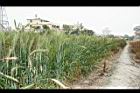 小麥-青實14.jpg