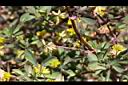 小黃花椒草-實0.jpg