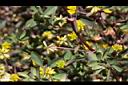 小黃花椒草-實2.jpg