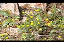 小黃花椒草-花04.jpg