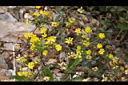 小黃花椒草-花06.jpg