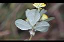 小黃花椒草-葉背1.jpg