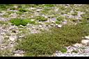 小黃花椒草00.jpg