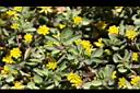 小黃花椒草13.jpg
