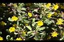 小黃花椒草14.jpg