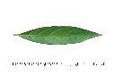尖尾鳳-葉正00.jpg