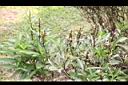 尖尾鳳05.jpg