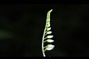 尖舌草-花序05.JPG