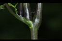 尖舌草-莖01.JPG