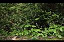 尖舌草08.JPG
