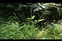 尖舌草11.JPG