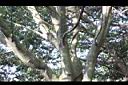 尖葉槭-莖00.JPG