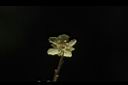 尖葉槭-雄花11.JPG