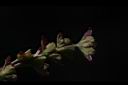 尖葉槭-雌花序00.JPG
