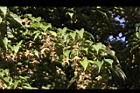 尖葉槭-實00.JPG