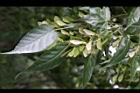 尖葉槭-實05.JPG