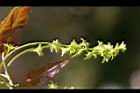 尖葉槭-雄花00.jpg