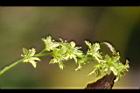 尖葉槭-雄花02.jpg