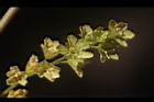 尖葉槭-雄花07.JPG