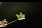 尖葉槭-雄花09.JPG