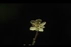 尖葉槭-雄花10.JPG
