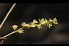 尖葉槭-雄花序10.JPG