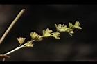 尖葉槭-雄花序11.JPG