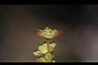 尖葉槭-雌花01.JPG