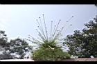 蓮華池穀精草40.JPG